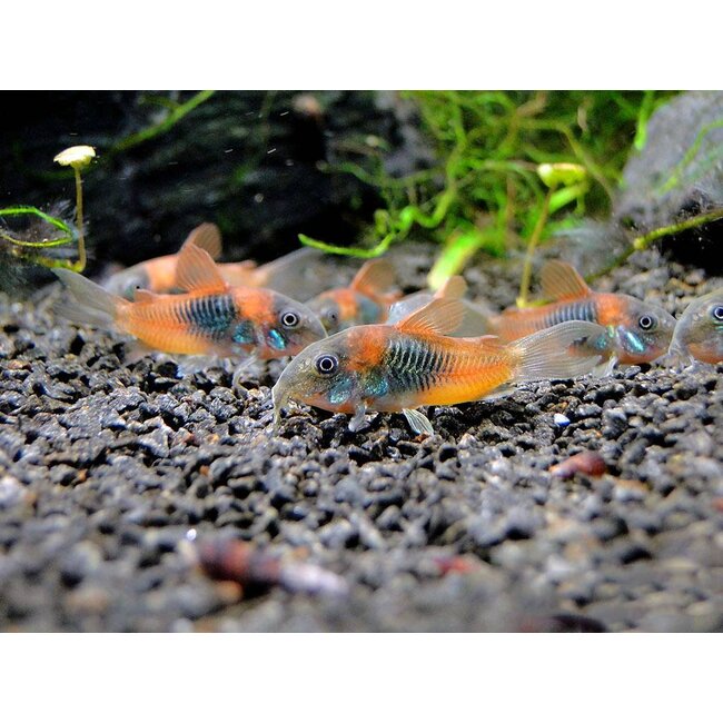 Corydoras Venezuela Orange