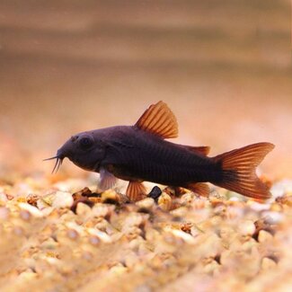 Corydoras Venezuela Zwart