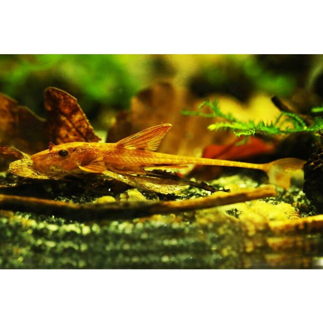 Rineloricaria Sp. Red