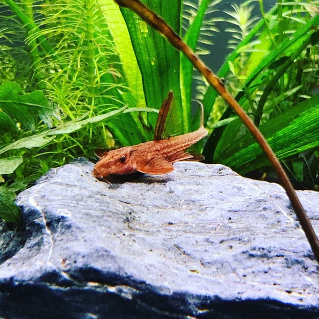 Rineloricaria Sp. Red