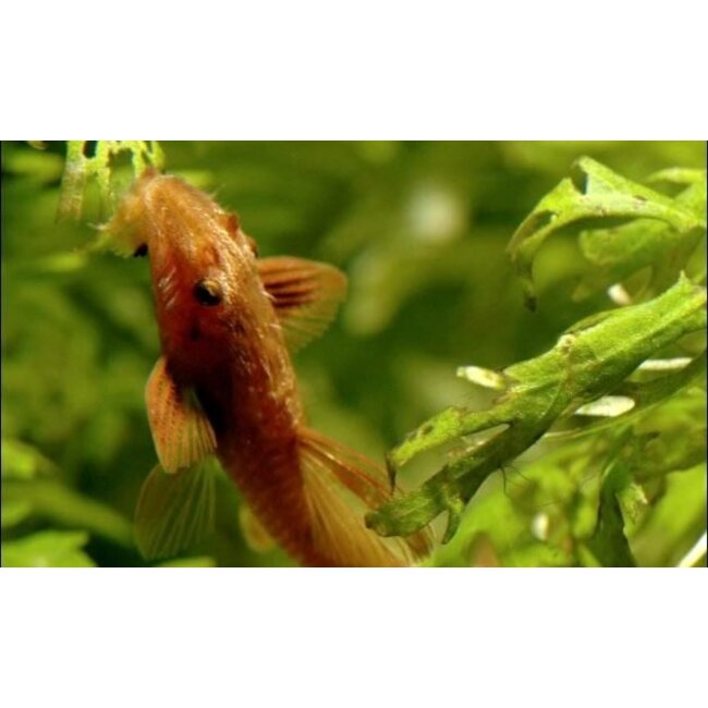 Rineloricaria Sp. Red