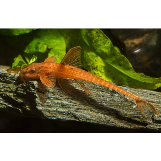 Rineloricaria Sp. Red
