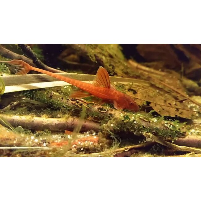 Rineloricaria Sp. Red
