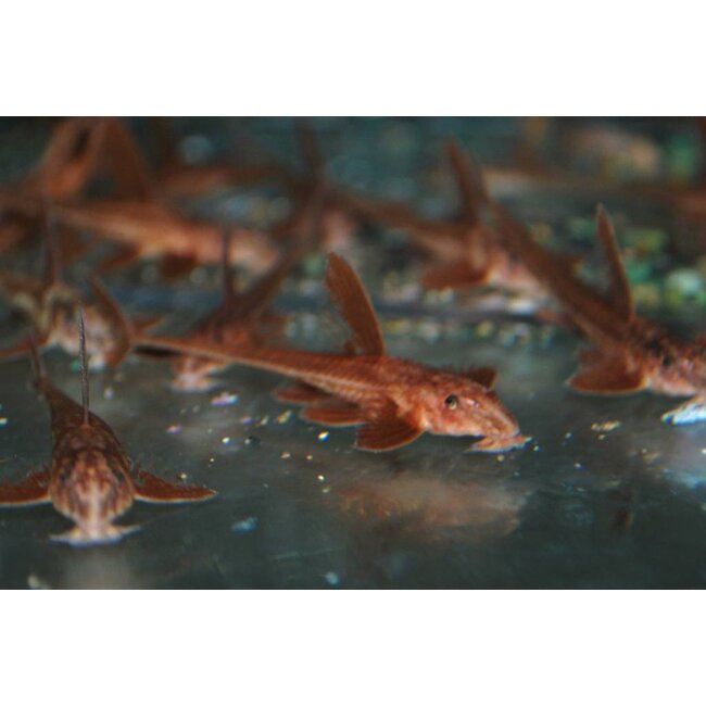 Rineloricaria Sp. Red