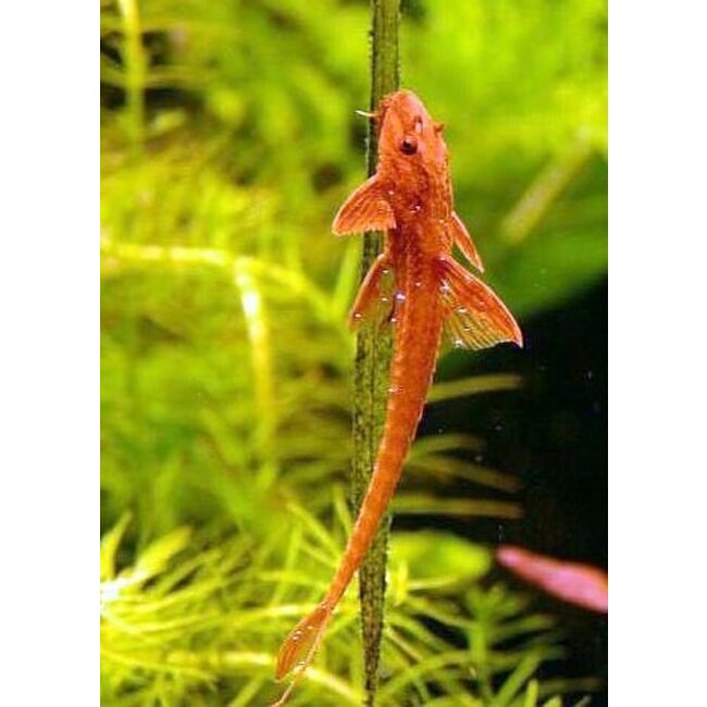 Rineloricaria Sp. Red