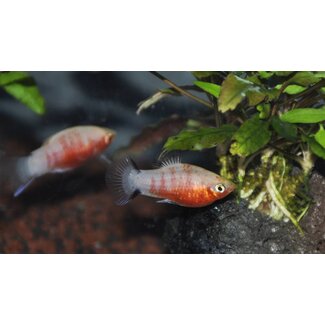 Platy Bleeding Heart