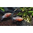 Platy Bleeding Heart - Xiphophorus Maculatus