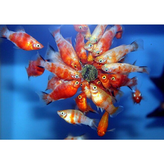 Platy Bleeding Heart - Xiphophorus Maculatus