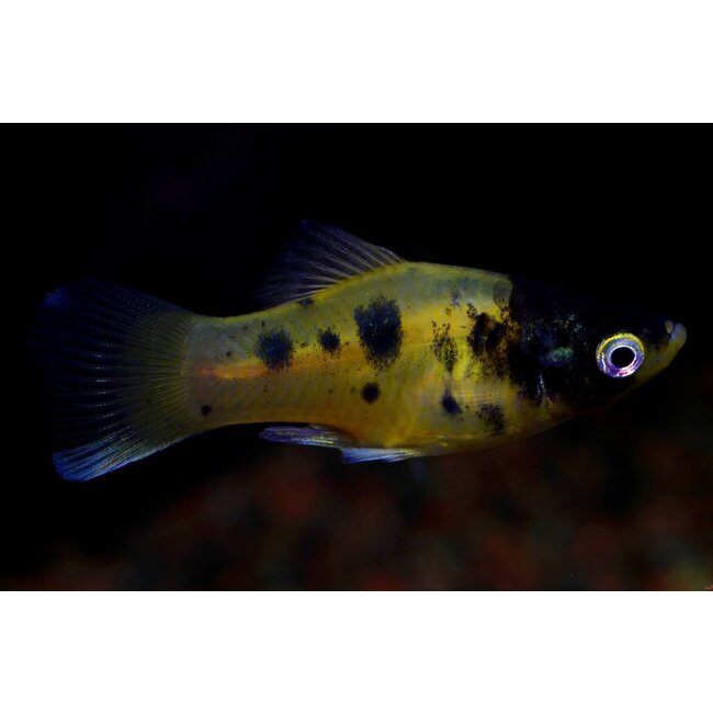 Platy Bumblebee - Xiphophorus Maculatus