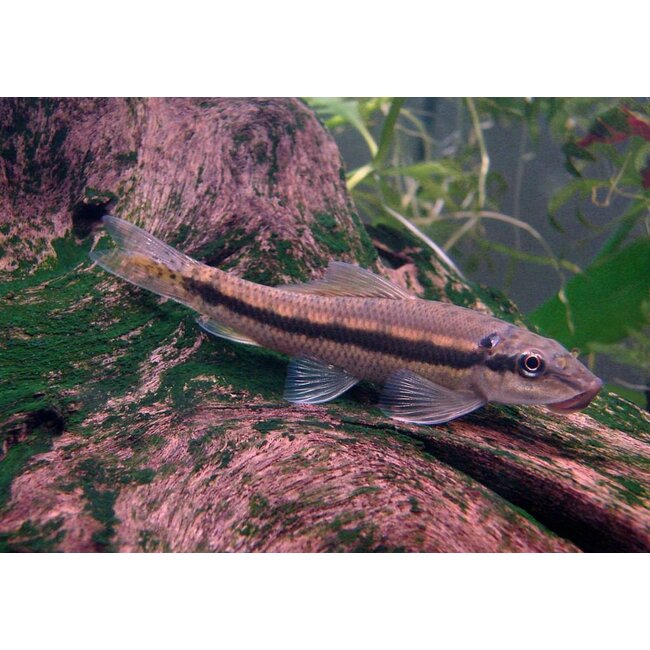 Chinese Algeneter - Gyrinocheilus Aymonieri