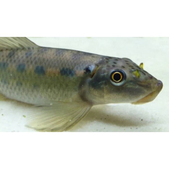 Chinese Algeneter - Gyrinocheilus Aymonieri