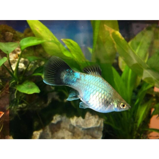 Platy Blauw (Wagtail) - Xiphophorus Maculatus