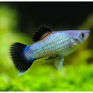 Platy Blauw (Wagtail)