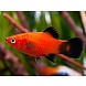 Platy (Wagtail) - Xiphophorus Maculatus Platy (Wagtail) - Xiphophorus Maculatus