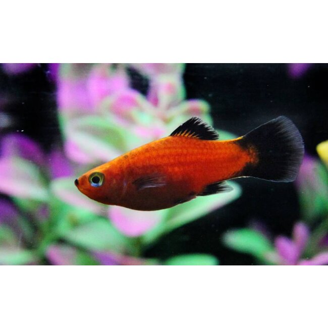 Platy (Wagtail) - Xiphophorus Maculatus