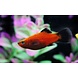 Platy (Wagtail) - Xiphophorus Maculatus Platy (Wagtail) - Xiphophorus Maculatus