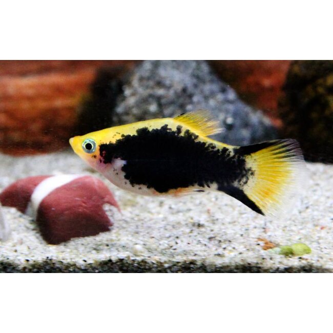 Platy Tuxedo Geel - Xiphophorus Maculatus