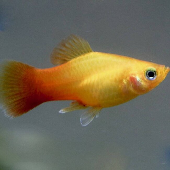 Platy Goud - Xiphophorus Maculatus