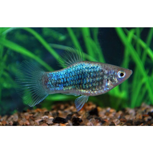 Platy Blauw - Xiphophorus Maculatus