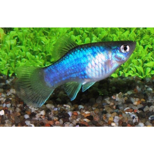Platy Blauw - Xiphophorus Maculatus