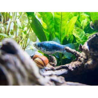 Platy Blauw