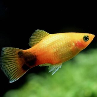 Platy Crescent