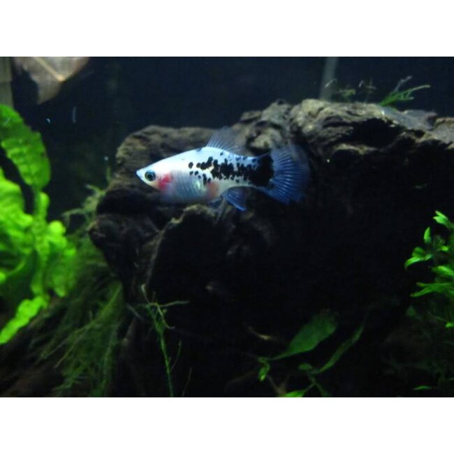 Platy Dalmatier - Xiphophorus Maculatus