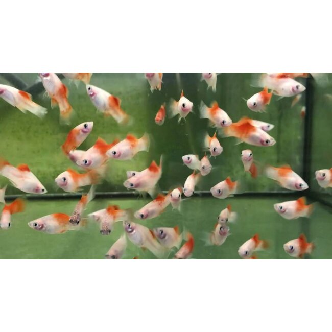 Platy Red Top Hi Fin - Xiphophorus Maculatus