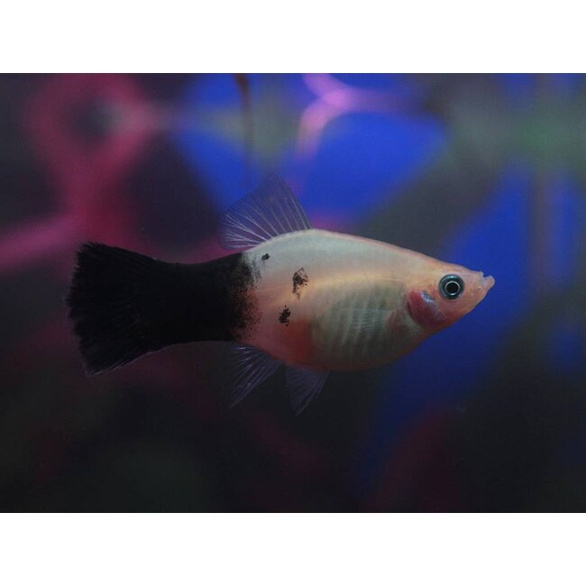 Platy Panda - Xiphophorus Maculatus