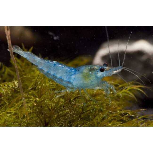 Blue Pearl Garnaal - Neocaridina Cf. Zhanghjiajiensis