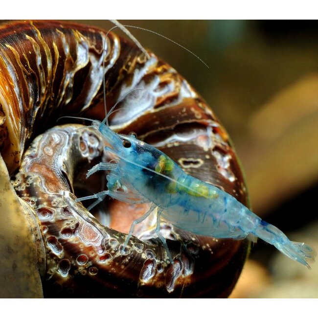 Blue Pearl Garnaal - Neocaridina Cf. Zhanghjiajiensis