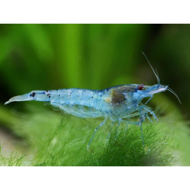 Blue Pearl Garnaal - Neocaridina Cf. Zhanghjiajiensis