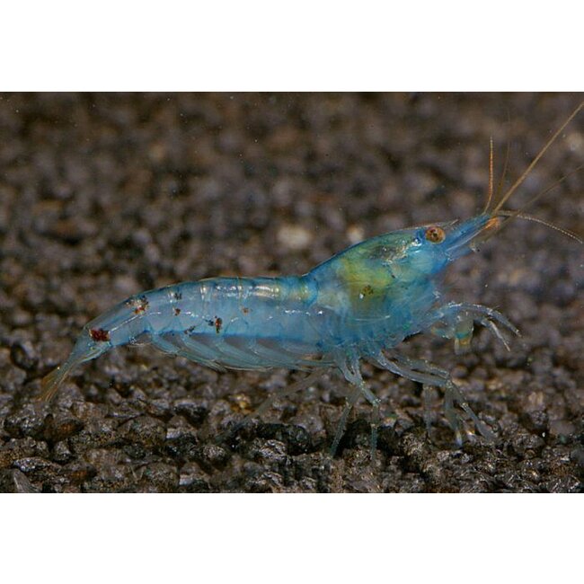 Blue Pearl Garnaal - Neocaridina Cf. Zhanghjiajiensis