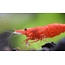 Rode Sakura Garnaal - Neocaridina Davidii ‘Red’