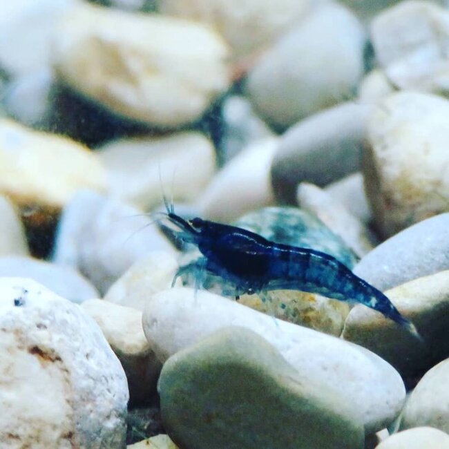 Blue Dream Garnaal - Neocaridina Davidii ‘Blue’