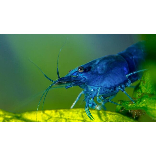 Blue Dream Garnaal - Neocaridina Davidii ‘Blue’