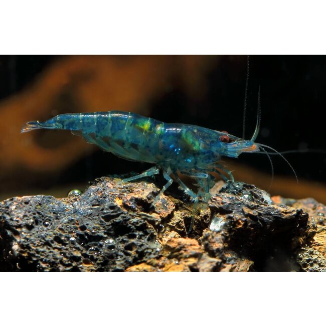 Blue Dream Garnaal - Neocaridina Davidii ‘Blue’