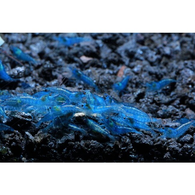 Blue Dream Garnaal - Neocaridina Davidii ‘Blue’