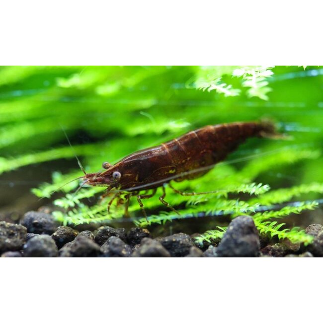 Chocolade Garnaal - Neocaridina Davidi ‘Chocolate’