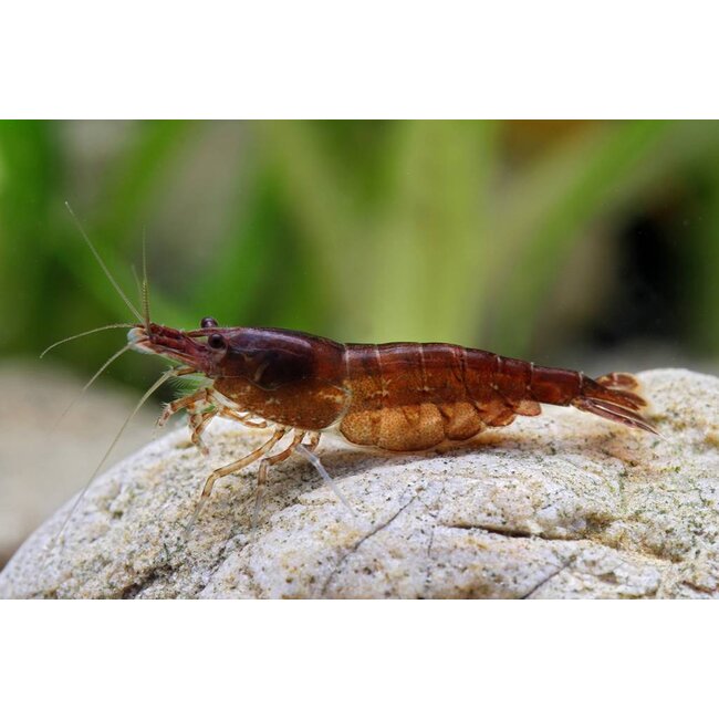 Chocolade Garnaal - Neocaridina Davidi ‘Chocolate’