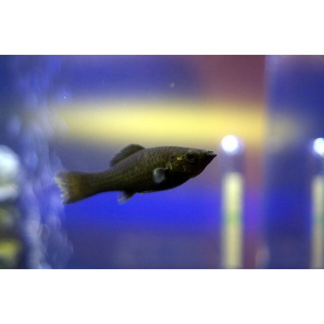 Black Molly - Poecilia Sphenops