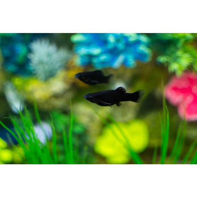 Black Molly - Poecilia Sphenops