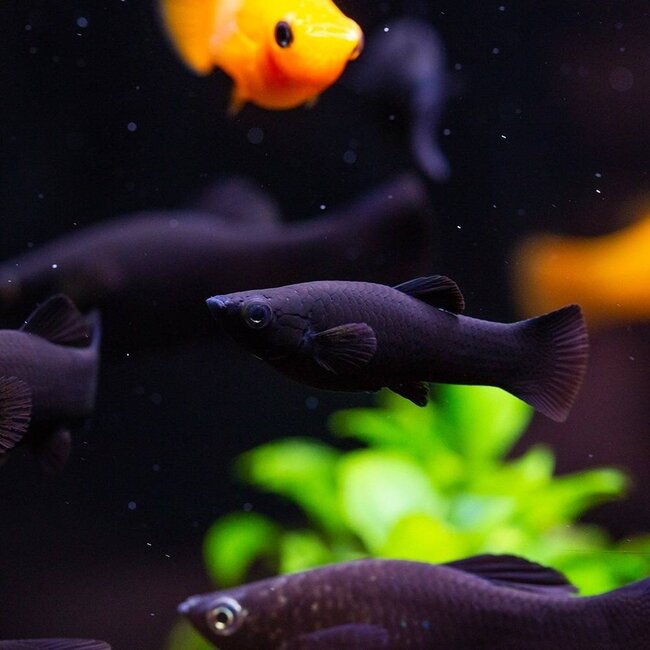 Black Molly - Poecilia Sphenops