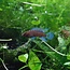 Blauw Baarsje - Badis Badis