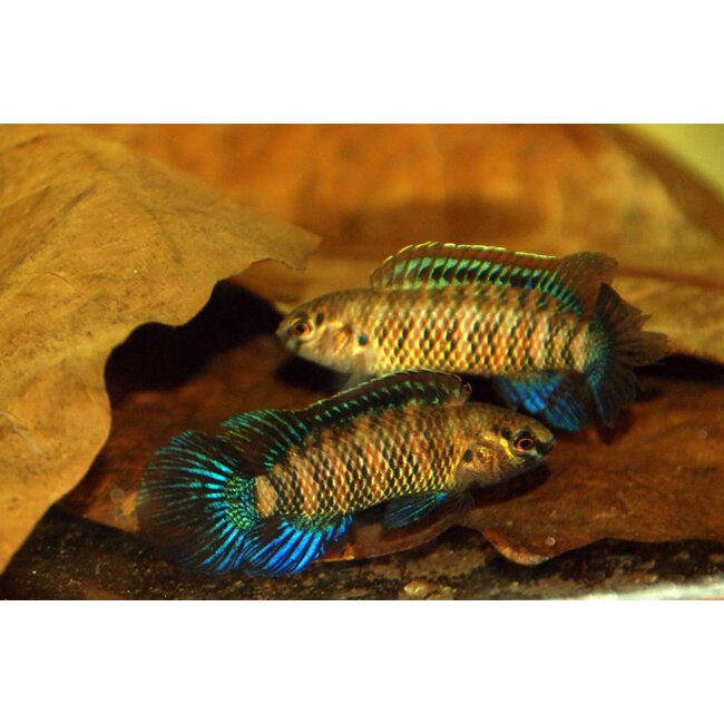 Blauw Baarsje - Badis Badis