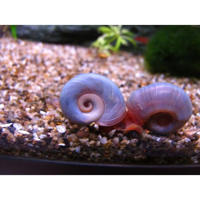 Posthoornslak - Planorbarius Corneus