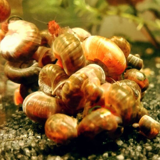 Posthoornslak - Planorbarius Corneus