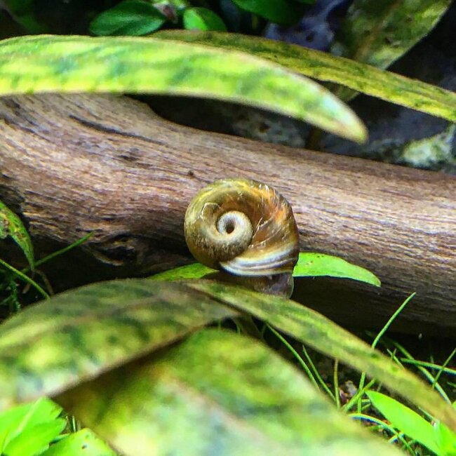 Posthoornslak - Planorbarius Corneus