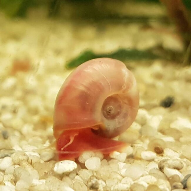 Posthoornslak - Planorbarius Corneus