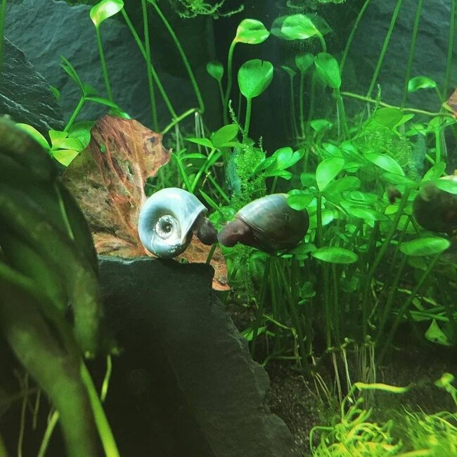 Posthoornslak - Planorbarius Corneus